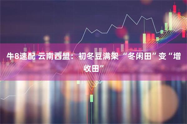 牛8速配 云南西盟：初冬豆满架 “冬闲田”变“增收田”